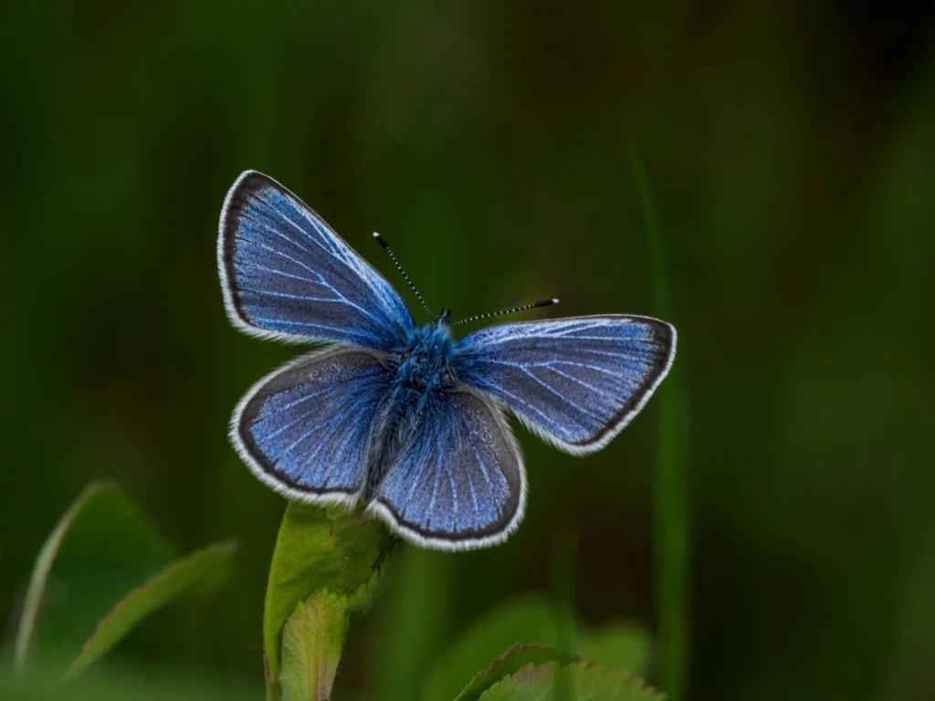 silvery blue butterfly open wings