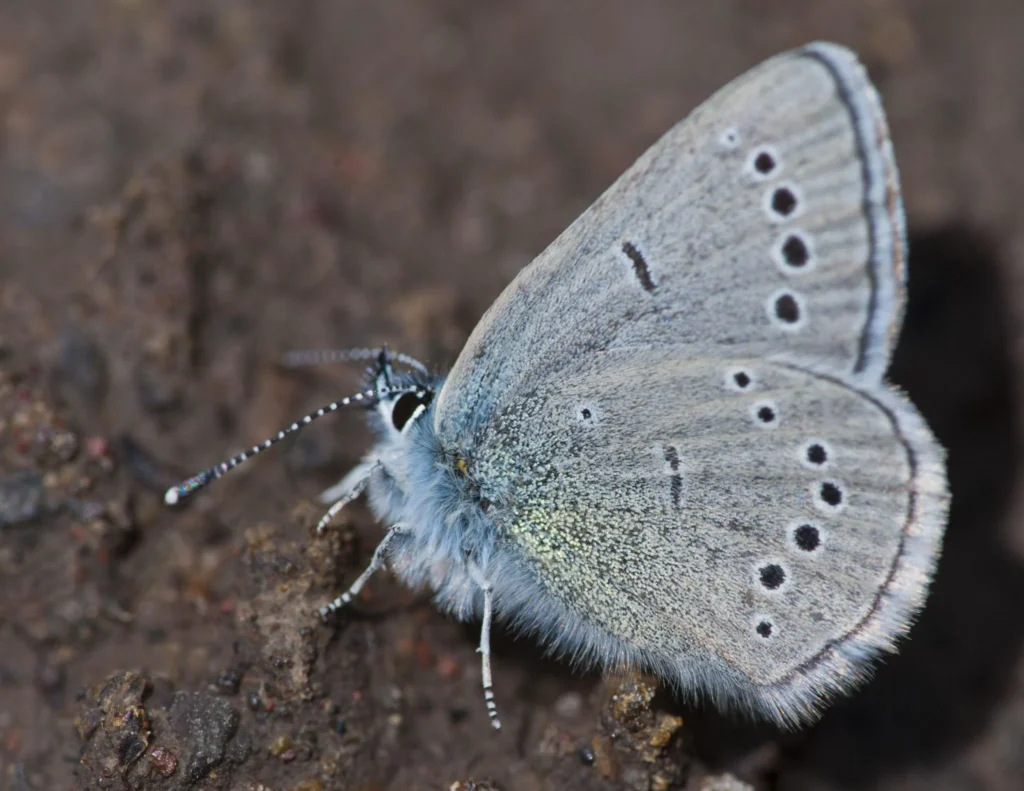silvery blue butterfly underside