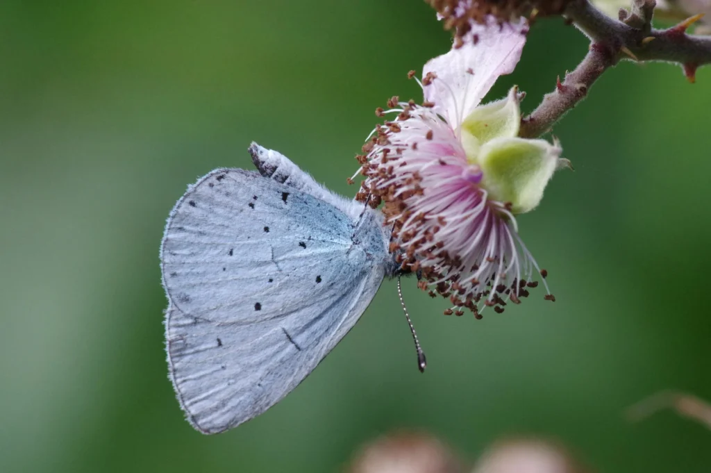 small blue butterfly on flower