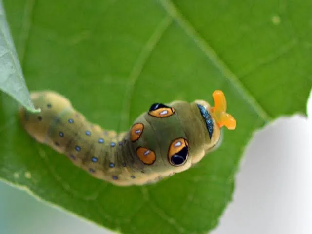 spicebush swallowtail caterpillar (1) (1)