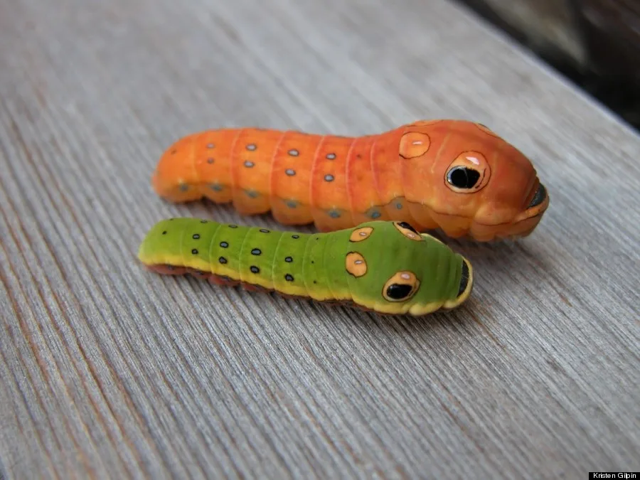 spicebush swallowtail caterpillar (1)