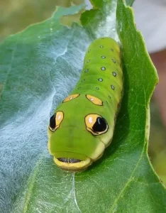 spicebush swallowtail caterpillar (2)